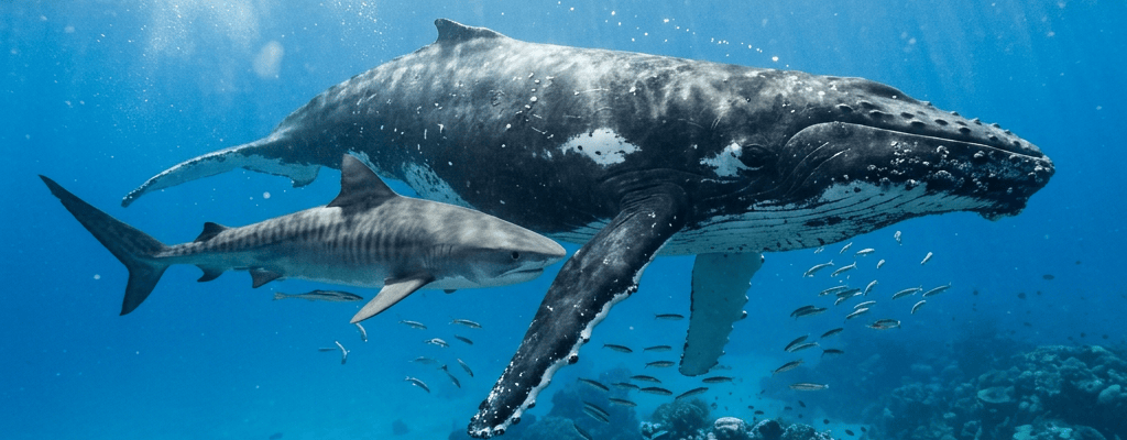 Humpback whale and shark swimming above a coral reef