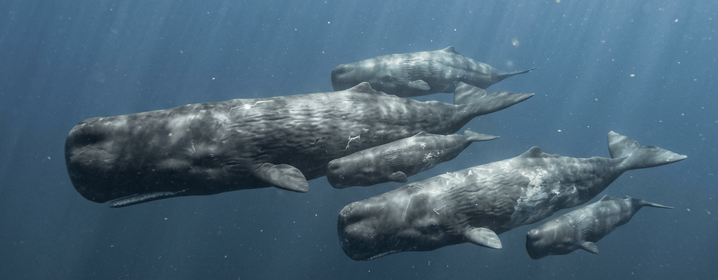 Pod of sperm whales