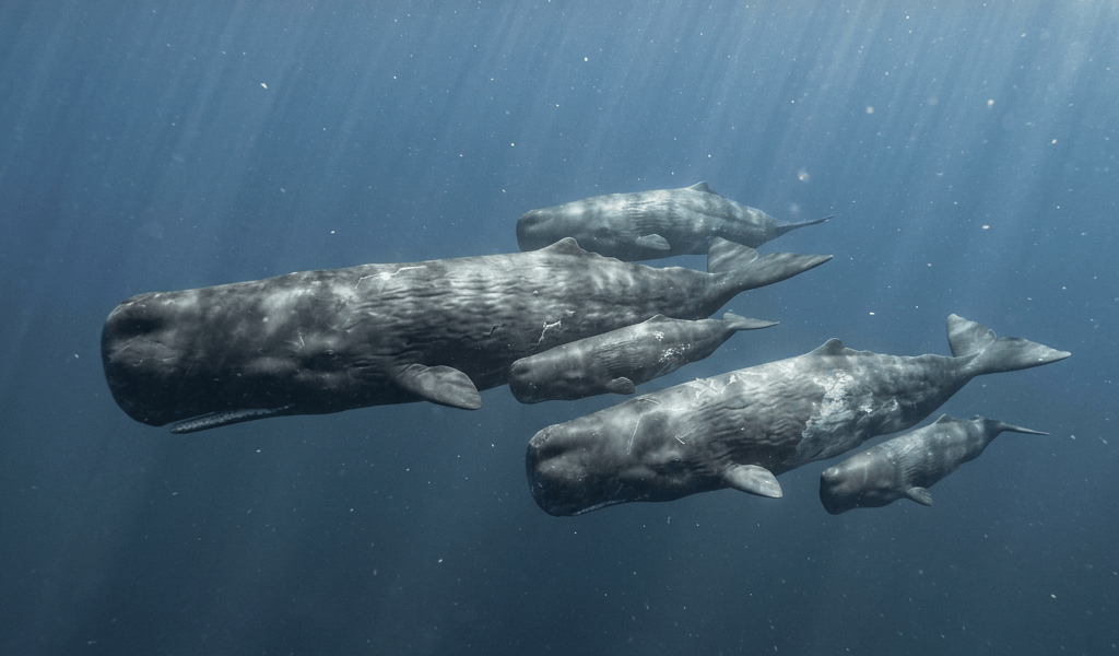Pod of sperm whales