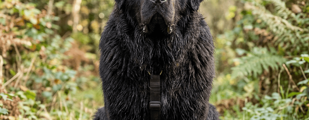 Large black dog sitting on a wooded trail